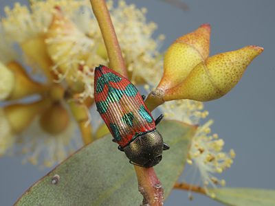 Castiarina hanloni, PL4609, female, on Eucalyptus yalatensis (PJL 3455), EP